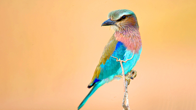 Come face to face with the birds who inhabit one of the earth’s last wild places